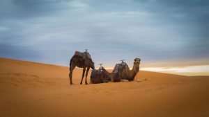 Los Animales del desierto más conocidos con FOTOS: Nombre y características 1 animales del desierto