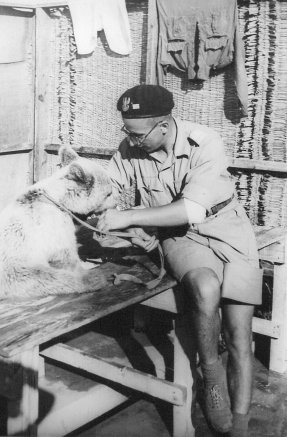 Wojtek, el oso soldado polaco de la Segunda Guerra Mundial 2 Wojtek el oso soldado polaco
