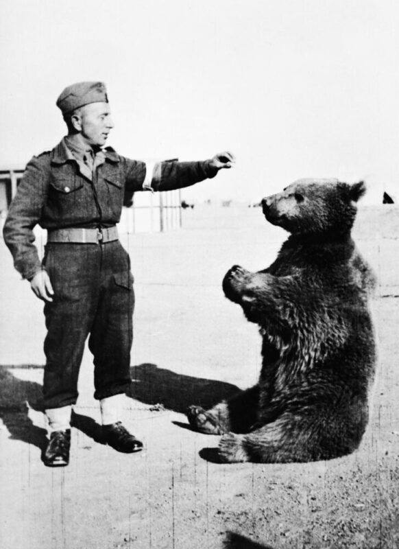 el oso soldado